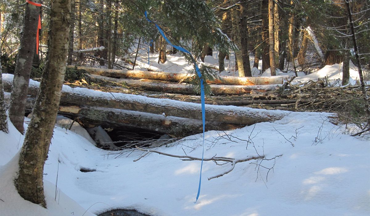 Log Bridges Protect Streams