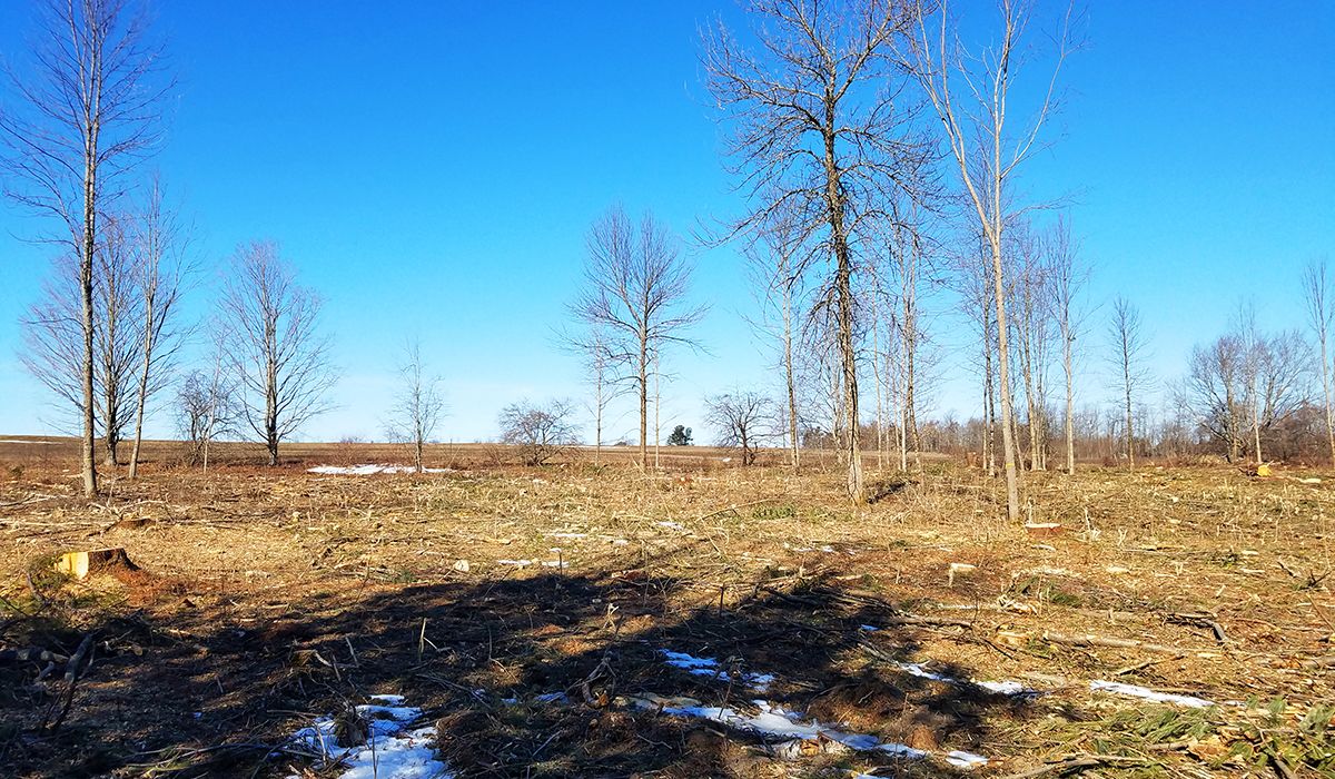 Pasture Cleared for a Local Organic Farm