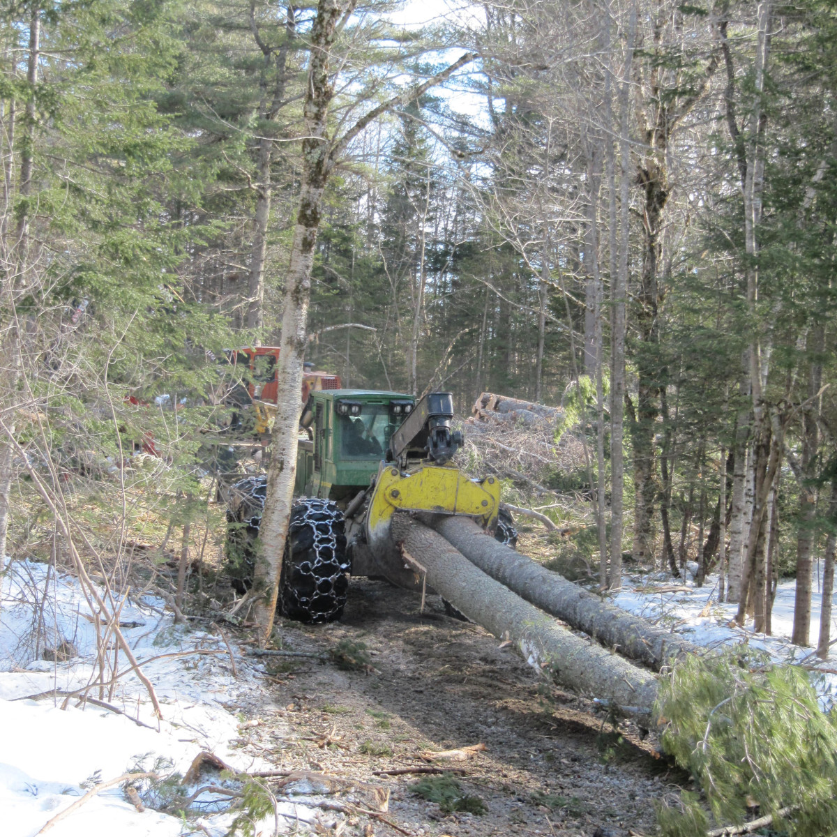 Gallery Maine Logging, Timber Harvesting, and Forest Management