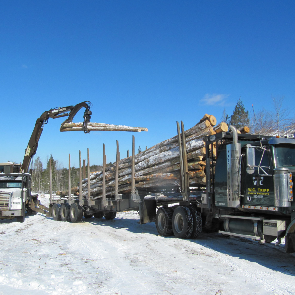 Maine Logging, Timber Harvesting, and Forest Management