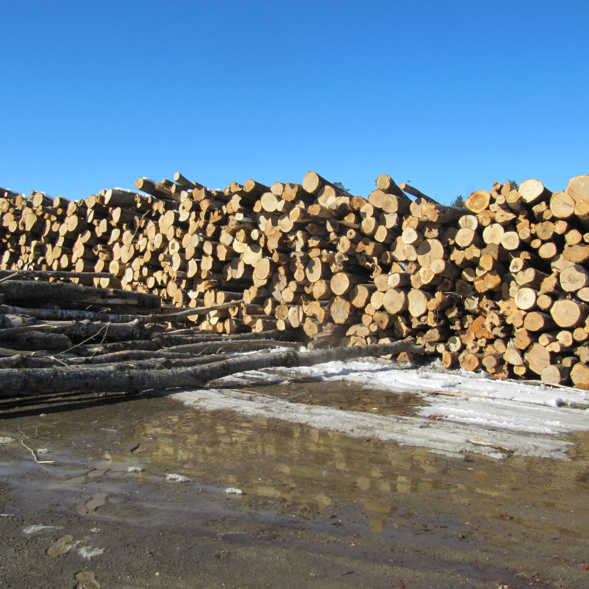 Gallery Maine Logging, Timber Harvesting, and Forest Management