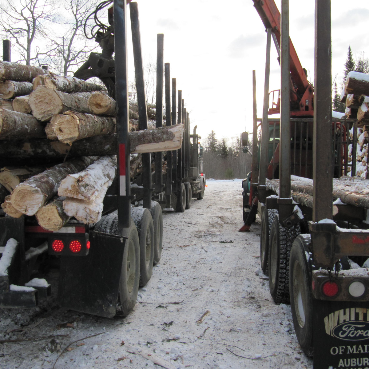 Gallery Maine Logging, Timber Harvesting, and Forest Management